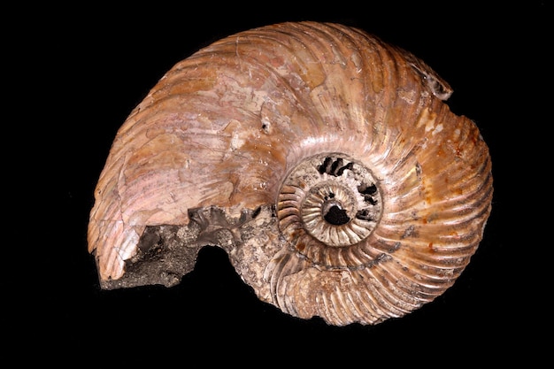 Macro pietra minerale Guscio di ammonite su sfondo nero