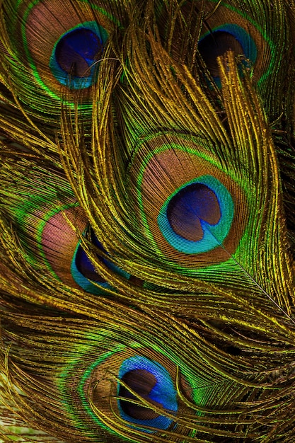 macro piume di pavone Modelli colorati di migliaia di bellissimi uccelli