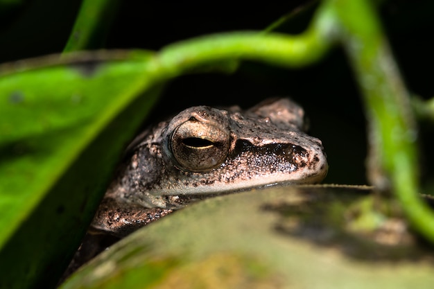 Macro Polypedates leucomystax sulle piante