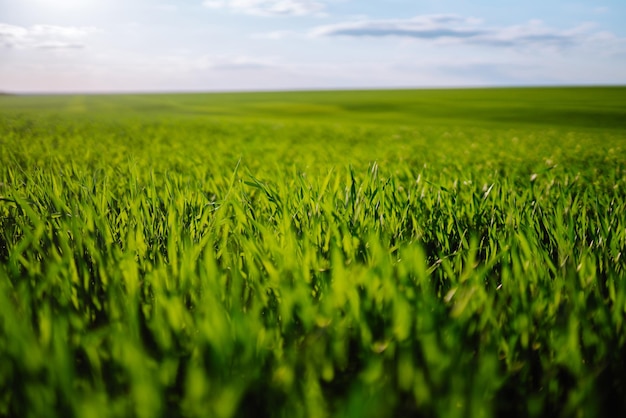 Macro primo piano di giovani spighe fresche di grano verde giovane nel campo estivo primaverile Spazio libero per il testo