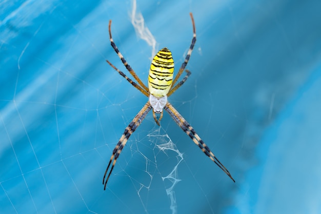 Macro ragno Argiope Bruennichi della foto sul web su un primo piano blu del fondo