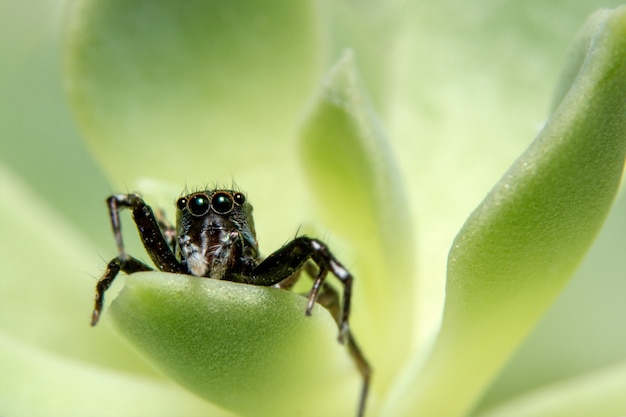 Macro ragno su foglia