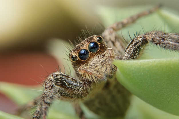 Macro ragno su foglia