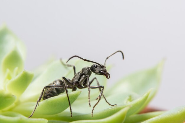 Macro ragno su foglia