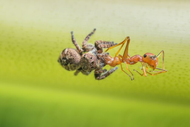 Macro ragno su foglia