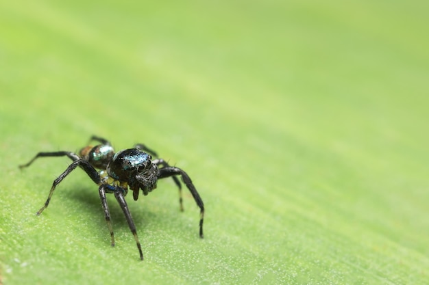 Macro ragno su foglia