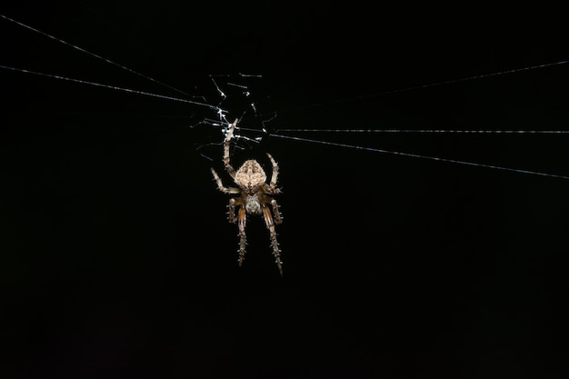 Macro ragno su foglia