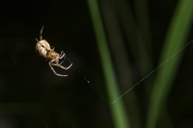 Macro ragno su foglia