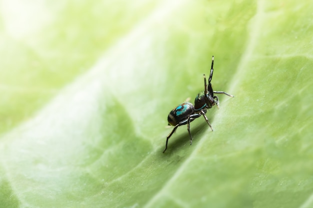 Macro ragno su foglia