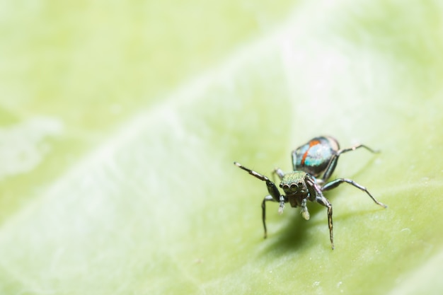 Macro ragno su foglia