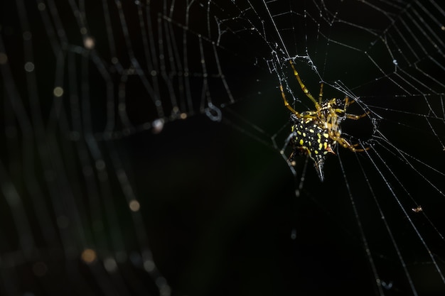 Macro ragno su foglia