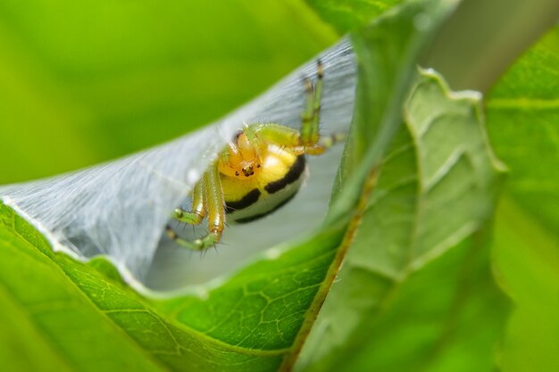 Macro ragno su foglia