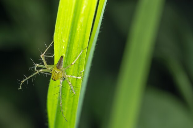 Macro ragno su foglia