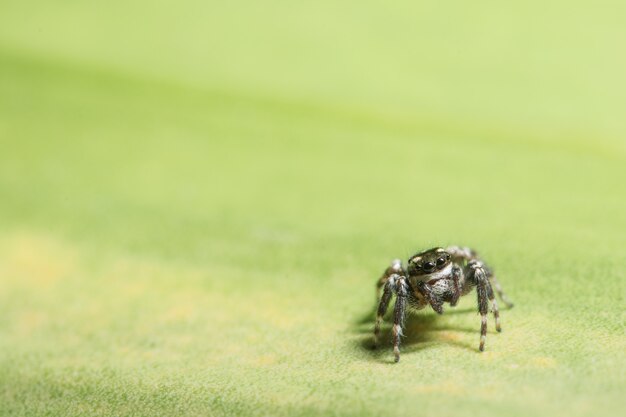 Macro ragno su foglia