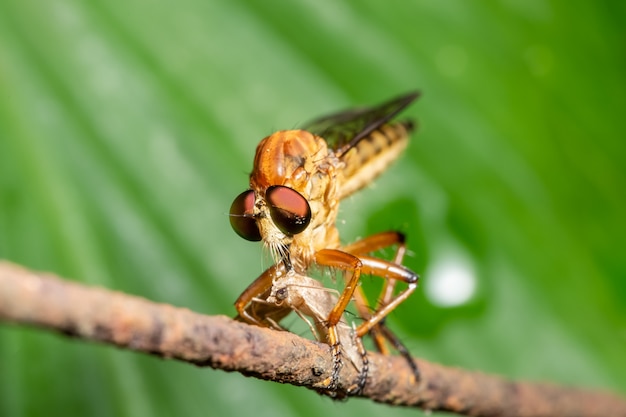 Macro Robber fly on leaf