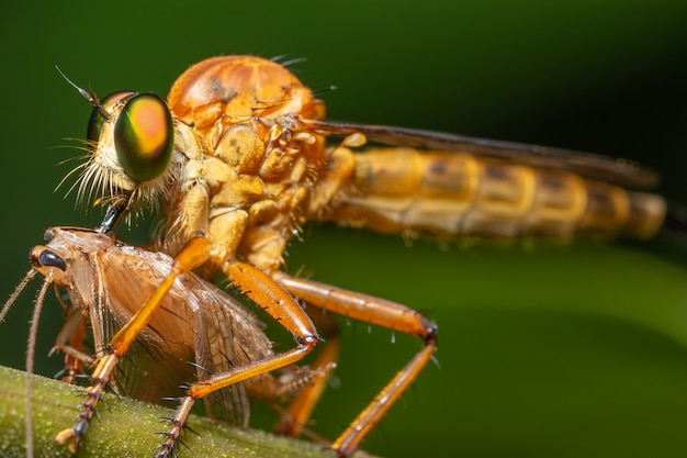 Macro Robber fly on leaf