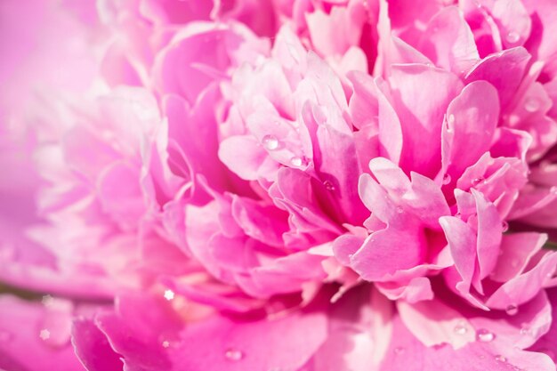 Macro rosa della peonia del fiore