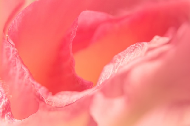 Macro rosa petali di fiori sfondo