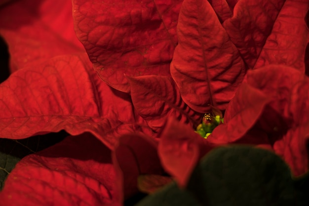 Macro rossa del fiore delle foglie