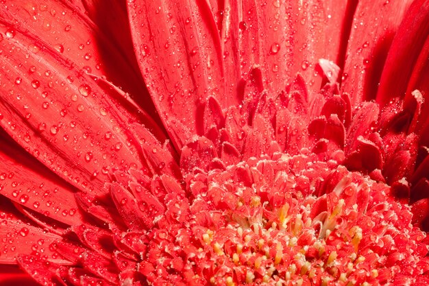 Macro rossa della gerbera