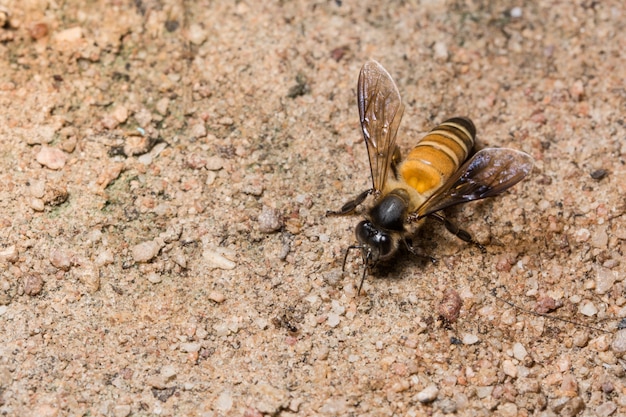 Macro Royal Bee