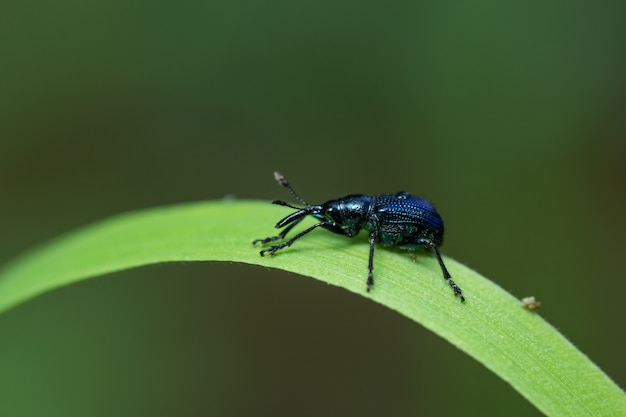 Macro scarabeo blu