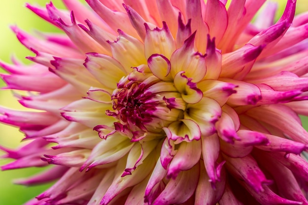 Macro scatto di fiore rosa
