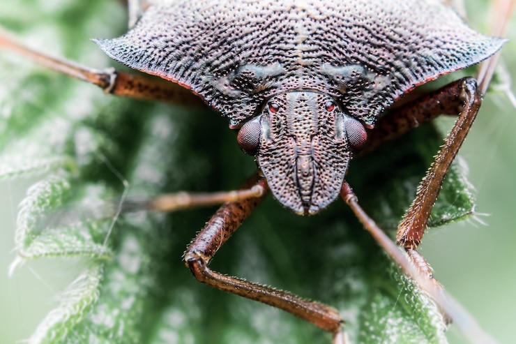 Foto macro scatto di insetto sulla foglia