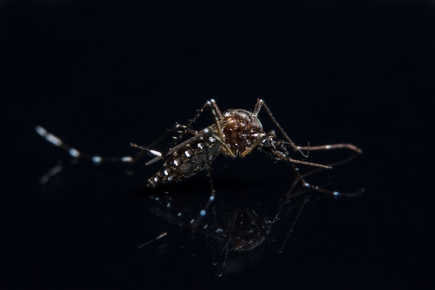 Macro sfondo di zanzara su specchio nero