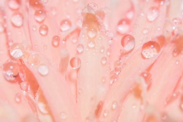 Macro sfondo, gocce d&#39;acqua, petali di fiori rosa.