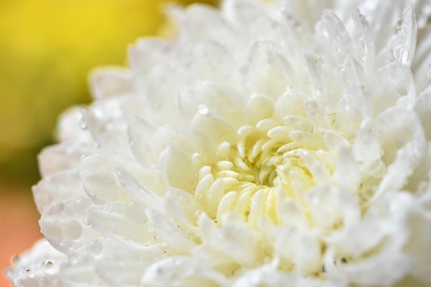 Macro shot di gocce sui fiori bianchi Bellissimo sfondo sfocato rosa naturale