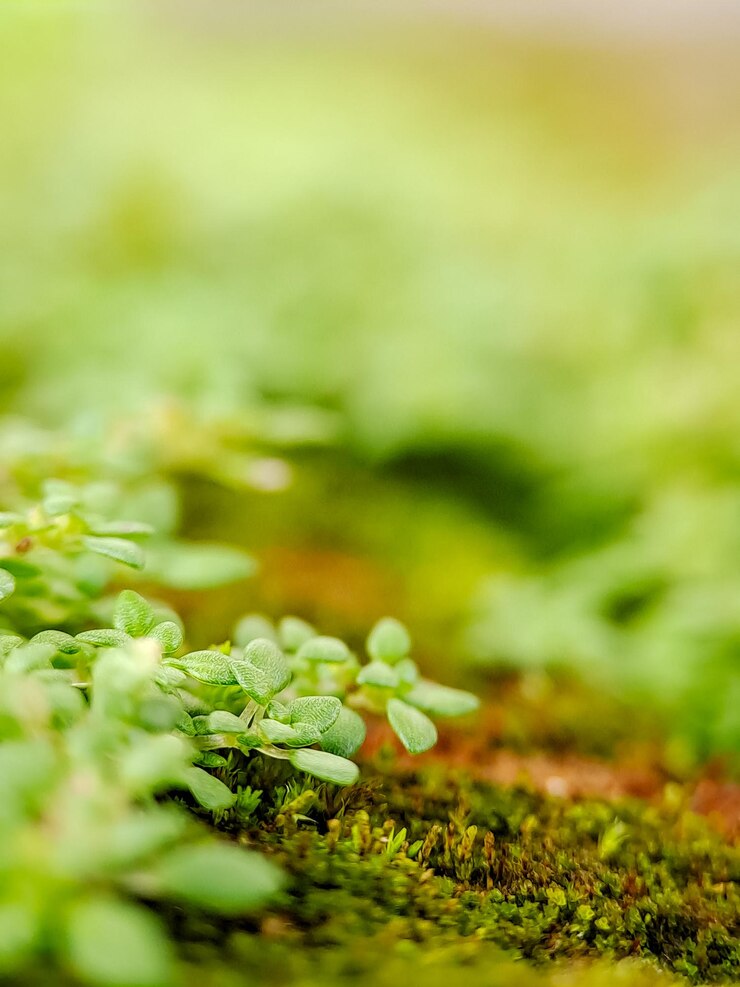 Macro shot of vibrant green moss and tiny plants thriving in a lush natural environment This image evokes a sense of tranquility