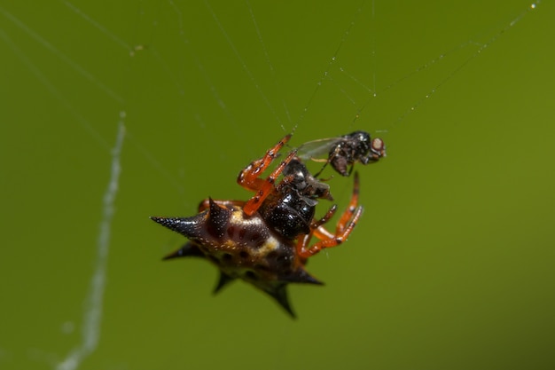 Macro spider arancione