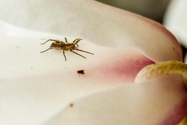 Macro Spider seduto in un fiore di magnolia