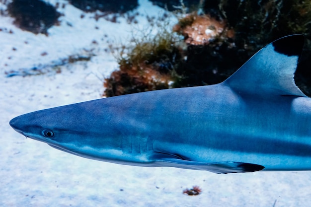 Macro squalo nero carcharhinus melanopterus della barriera corallina