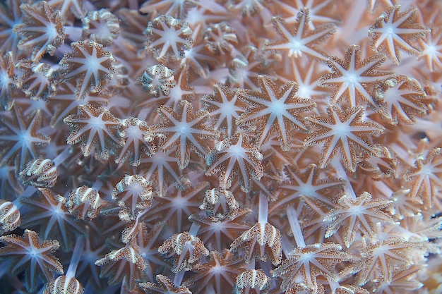 Macro/struttura della barriera corallina, fondo astratto dell'ecosistema marino su una barriera corallina