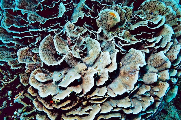 Macro/struttura della barriera corallina, fondo astratto dell'ecosistema marino su una barriera corallina