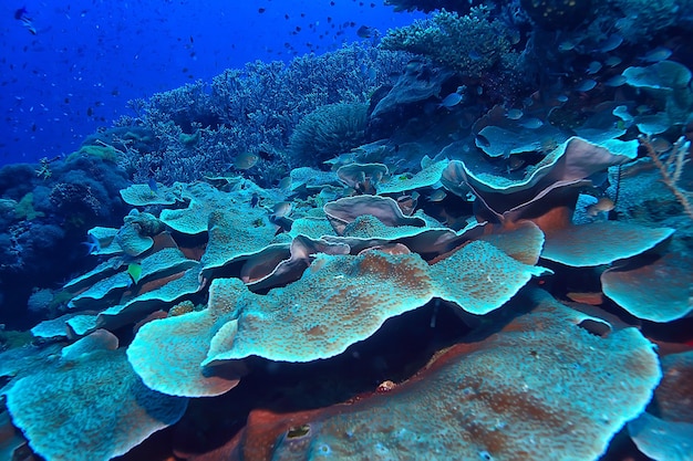 macro/texture della barriera corallina, sfondo astratto dell'ecosistema marino su una barriera corallina