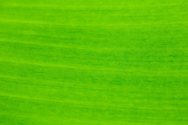macro texture foglia di bananaTexture astratta mostrata su foglia di palma verde