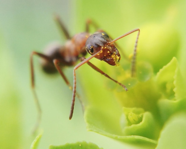 Macro tiro di formica sulla foglia