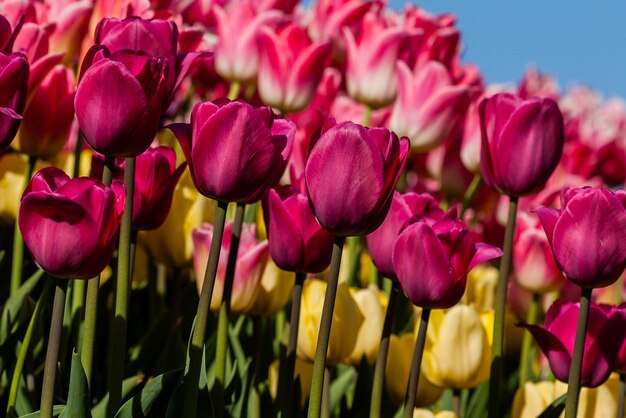 Macro tulipani multicolori su uno sfondo di erba verde