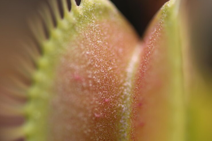 Foto macro venus flytrap rosso e verde