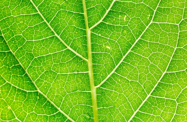 macro verde leafGreen lascia lo sfondo Foglia texturebackground struttura foglia verde macro