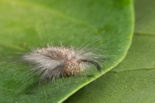 Macro verme sulla foglia