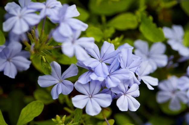 Macro viola del fiore del fiore della primavera