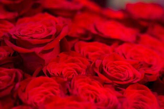 Macro vista di rose rosse fresche