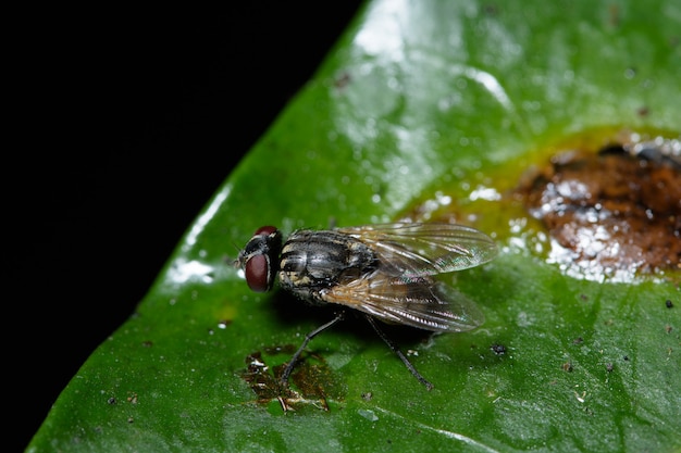 Macro vola in natura