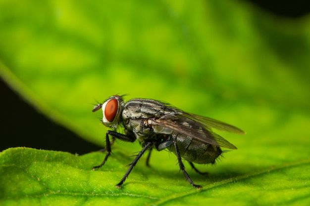 Macro vola su foglia