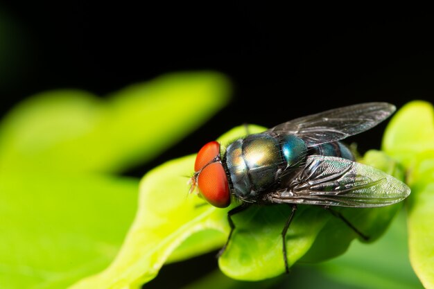 Macro vola su foglia