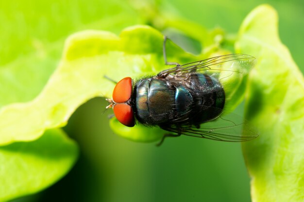 Macro vola su foglia